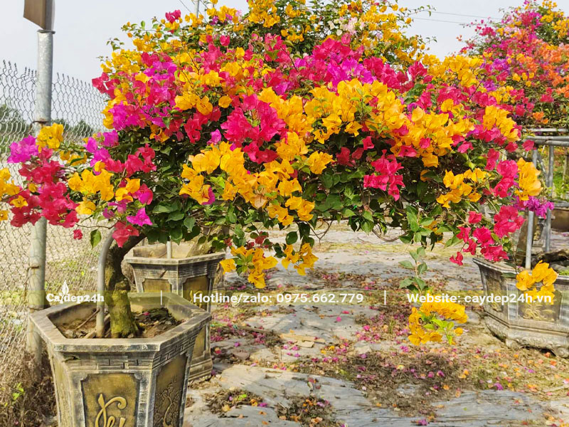 Dáng nghiêng là một trong các thế cây hoa giấy đẹp, phô diễn được vẻ đẹp của hoa