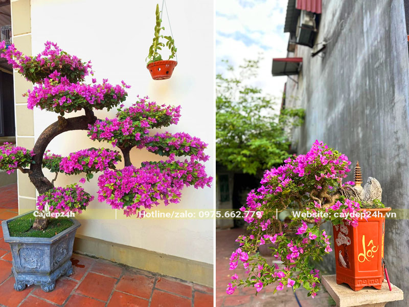 Các thế cây hoa giấy dáng thác đổ đẹp, hoa màu hồng tím