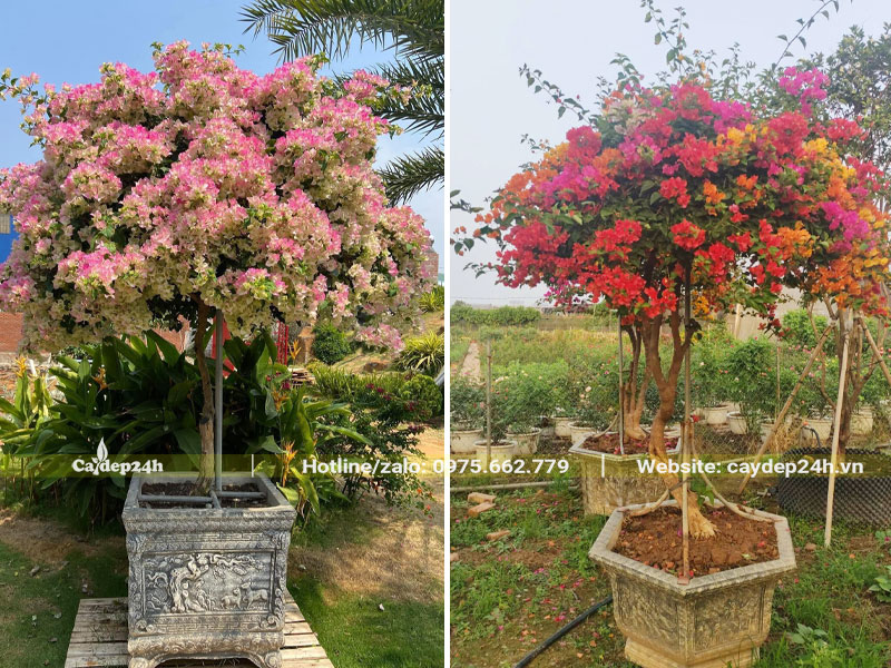 Cây hoa giấy bonsai dáng trực trồng trong chậu cảnh