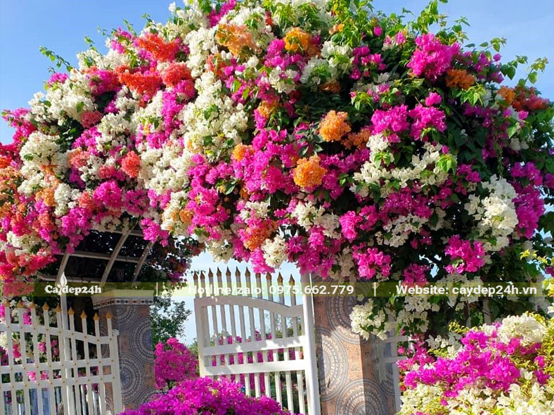 Giàn hoa giấy leo cổng nhà