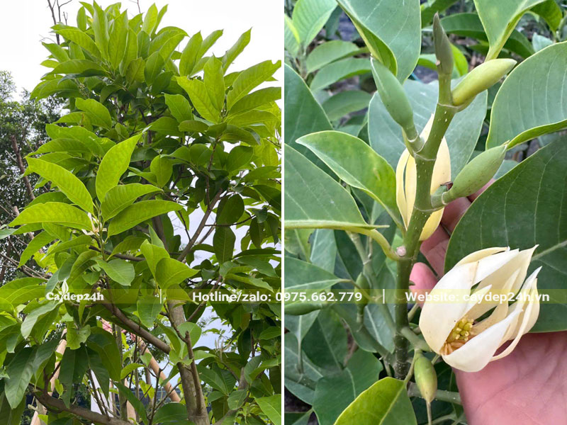 Cách làm cho cây Ngọc Lan ra hoa to và đẹp
