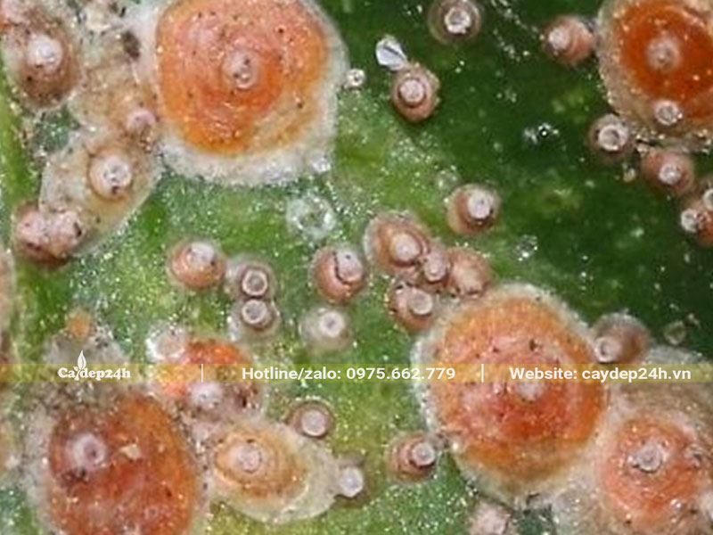 Rệp hại cây Vạn Tuế