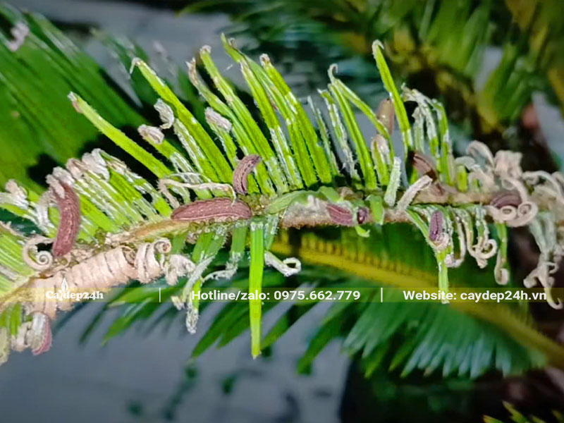 Sâu ăn lá trên cây Vạn Tuế