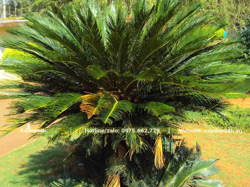 Cây Vạn Tuế bị vàng lá