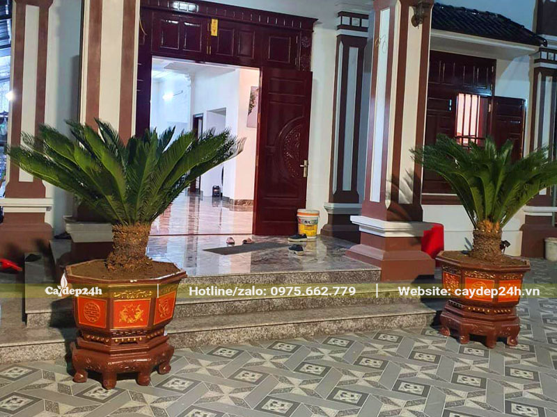 Trồng cây Vạn Tuế trước nhà, trong chậu cảnh đẹp