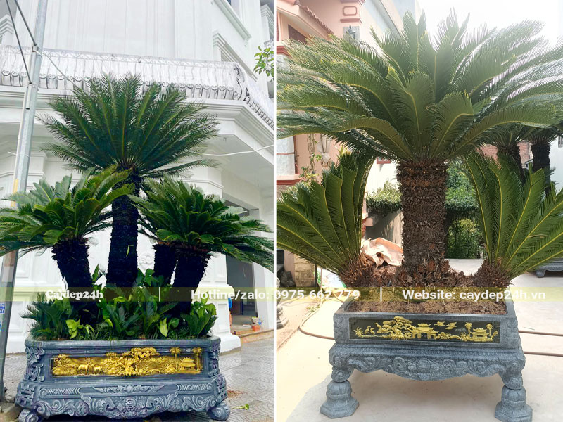Cây cảnh Vạn Tuế trồng trước sân nhà biệt thự