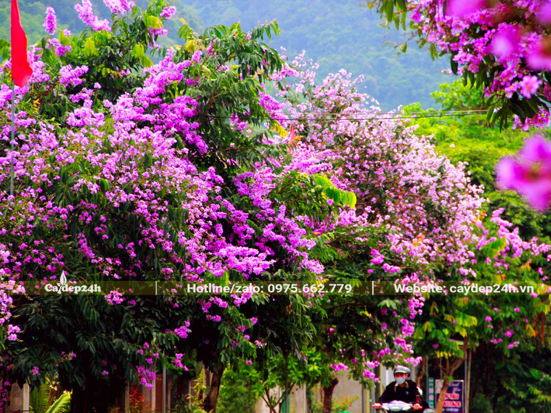 Hàng cây Bằng Lăng trồng trước cổng nhà phố