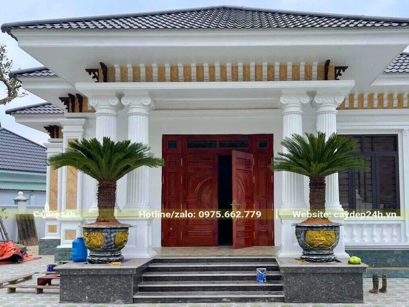 Trồng cây Vạn Tuế trước nhà, đặt cân xứng ở hai bên cửa