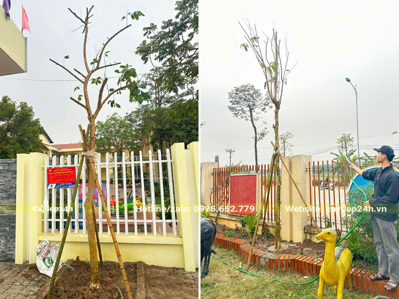 Tưới đẫm nước cho cây Bằng Lăng mới trồng tại trường Mầm non Trung Yên