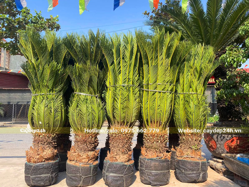 Thi công trồng cây Vạn Tuế trước nhà, số lượng khoảng 10 cây