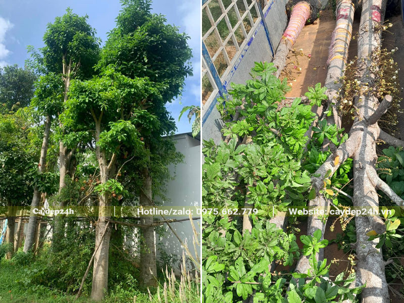 Cách cho cây Sala ra hoa, chiều cao 6 - 7m, hoa nở đẹp