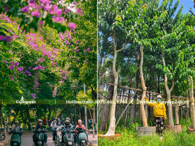 Vườn giâm ủ cây Bằng Lăng tím công trình cao 5 - 6m