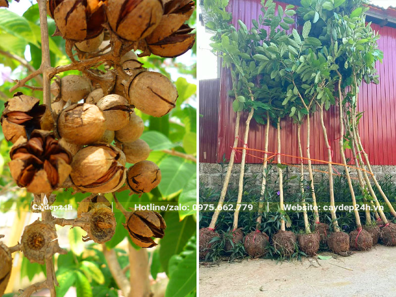 Cây Bằng Lăng giồng trồng từ hạt chiều cao khoảng 2m