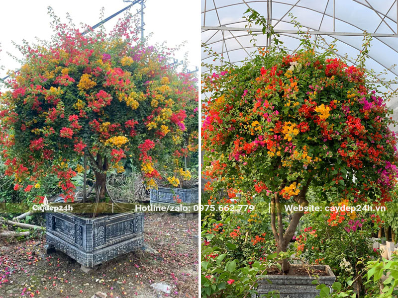 Chậu cây hoa giấy ngũ sắc bonsai đẹp