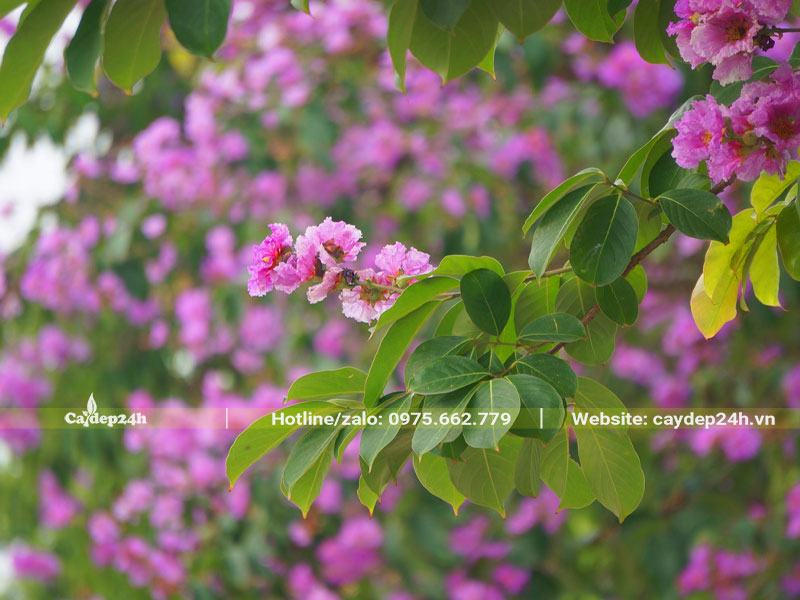 Màu hoa tím, lá xanh mang lại năng lượng tích cực cho không gian sống