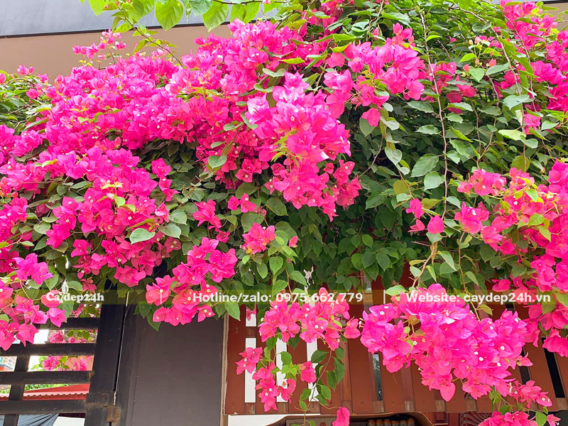Giàn cây hoa giấy màu hồng trồng hàng rào trước nhà