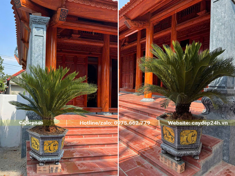 Hai chậu cây Vạn Tuế cảnh trồng trước nhà thờ họ