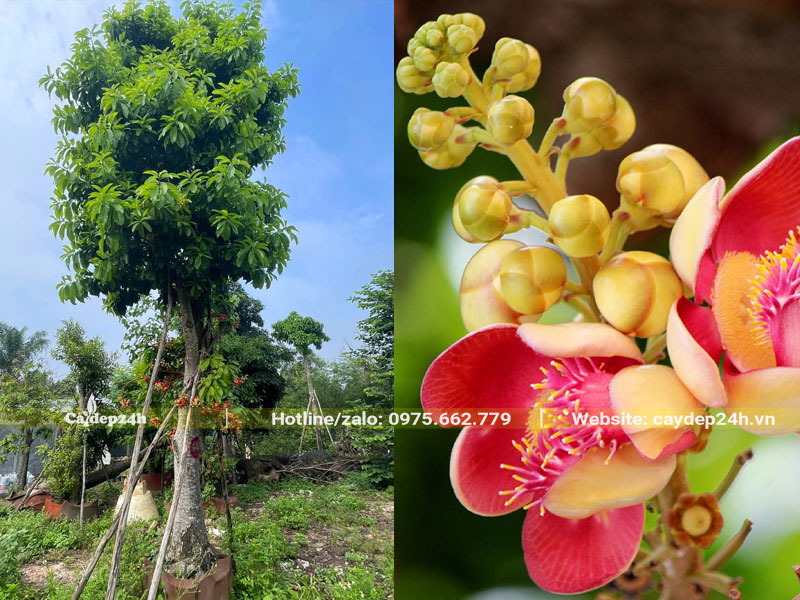 Vườn dâm ủ cây Sala công trình lâu năm