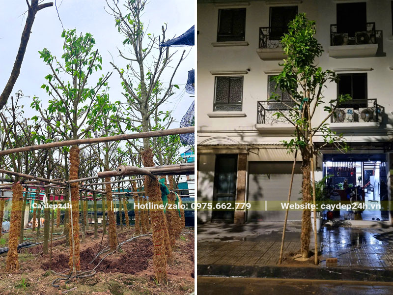 Thi công trồng cây Ngọc Lan công trình trước dãy nhà biệt thự cao cấp