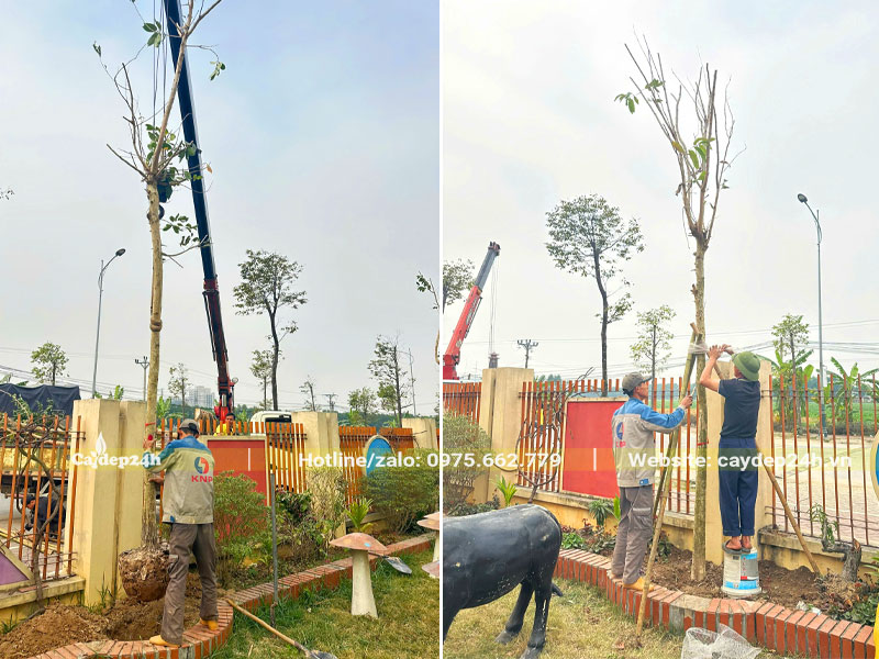 Trồng và chống cây cho trường Mầm non Trung Yên