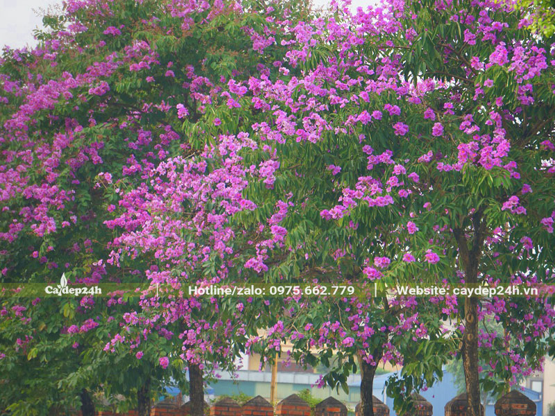 Trồng cây Bằng Lăng trước nhà tạo thành hàng dài đẹp