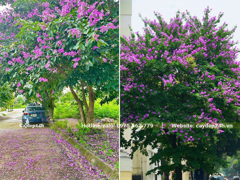 Trồng cây Bằng Lăng trước nhà để lấy bóng mát cho sân vườn