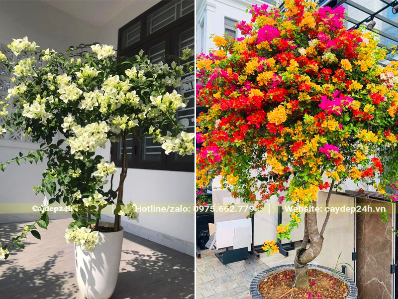 Trồng cây hoa giấy trong chậu đặt trước cửa nhà