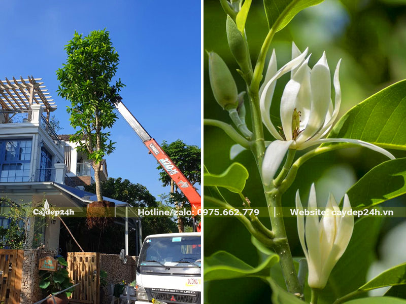 Thi công trồng cây hoa Ngọc Lan trước nhà biệt thự