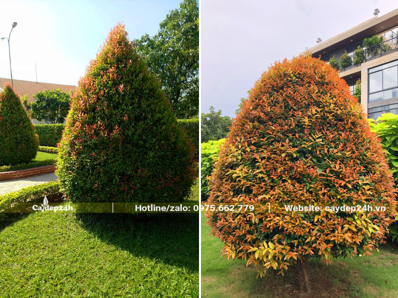 Trồng cây Hồng Lộc trước cổng và trước sân nhà