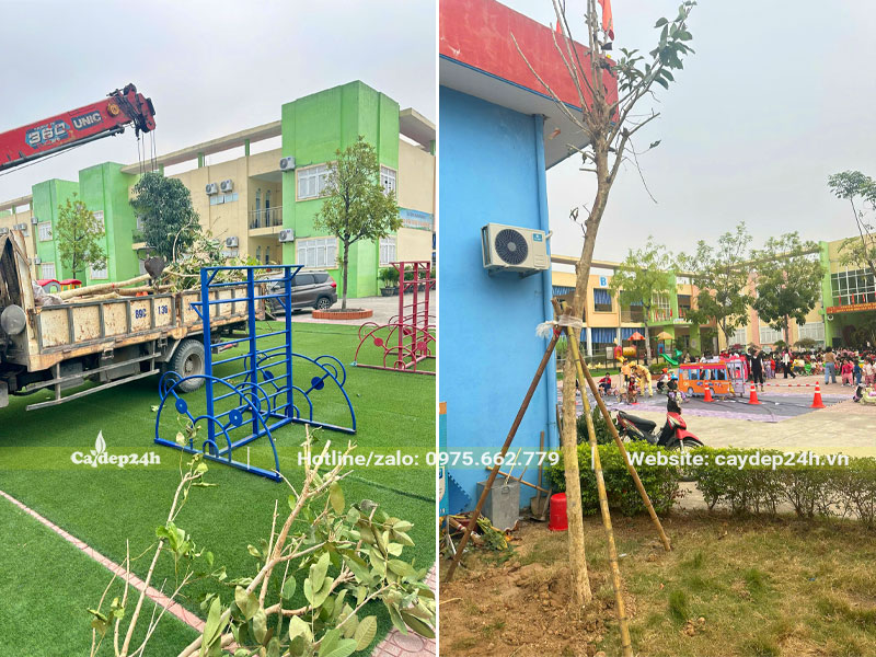 Tiến hành trồng cây cho trường Mầm Non Trung Yên tại Bắc Ninh