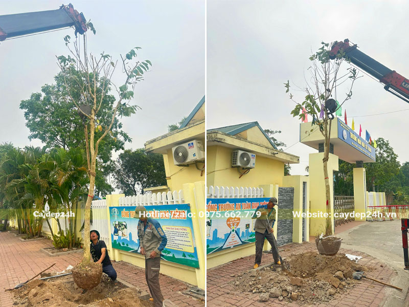 Trồng cây Bằng Lăng trước cổng trường