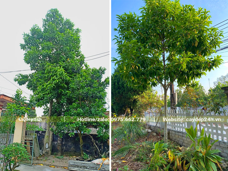 Hình ảnh cây Ngọc Lan trồng ở cổng và trước sân vườn nhà