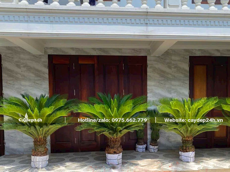 Cây Vạn Tuế 10 năm tuổi trồng trước cửa nhà