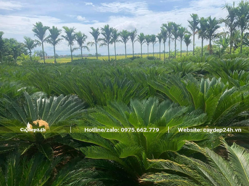 Vườn nuôi trồng cây Vạn Tuế cảnh lâu năm