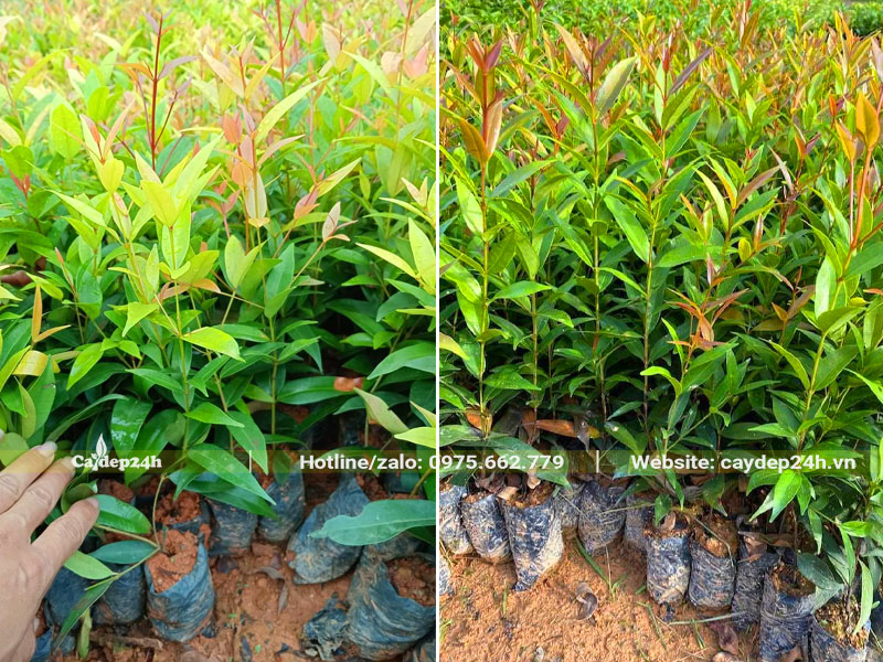 Vườn cây giống Hồng Lộc cao 30 - 40cm, mỗi cây trồng trong 1 bầu