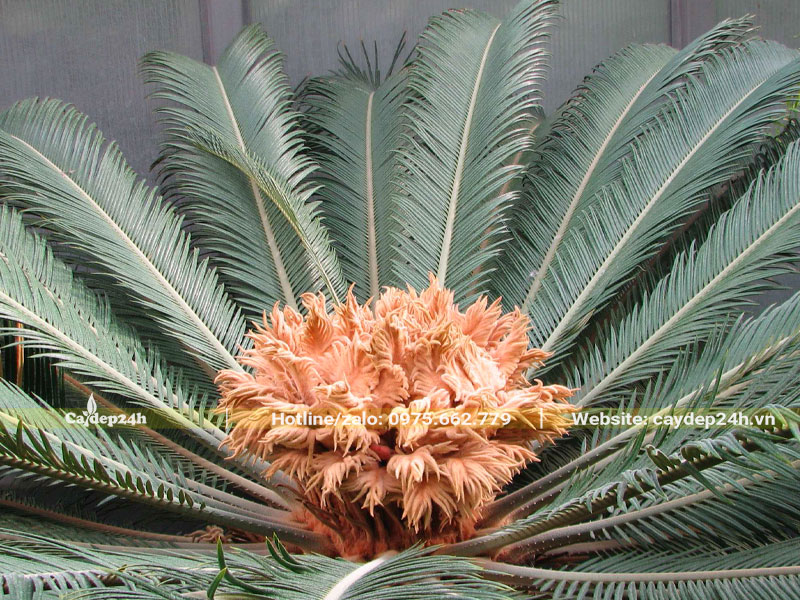 Hình ảnh cây vạn tuế trồng trước nhà nở hoa