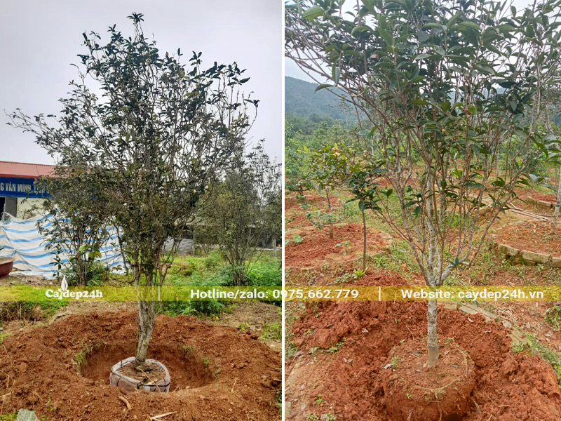 Bứng nóng cây Mộc Hương ta lâu năm chiều cao từ 2m trở lên