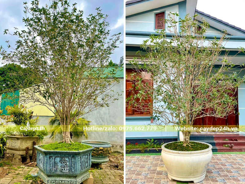 Trồng cây mộc hương trong chậu đặt trước cửa nhà