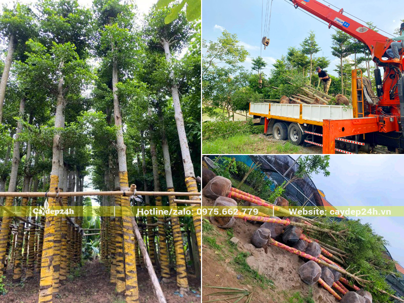 Tiến hành dưỡng ủ bàng Đài Loan tại Thanh Hóa