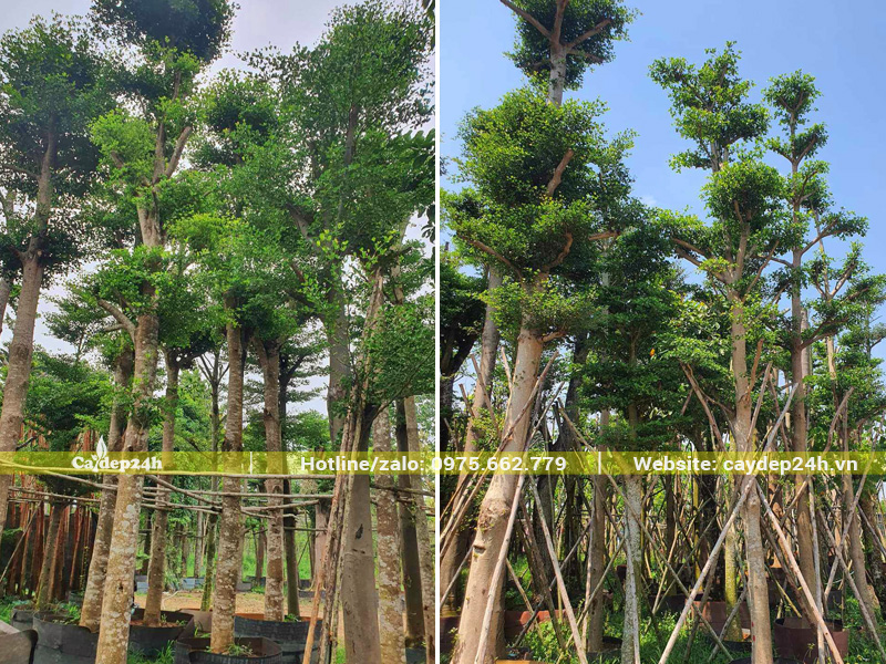 Vườn bàng Đài Loan đường kính gốc 20cm, chiều cao 5 - 6m
