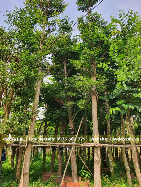 Nhà vườn có sẵn cây Bàng Đài Loan dâm ủ cao 5 - 6m, tán lá đang ra mới cực đẹp