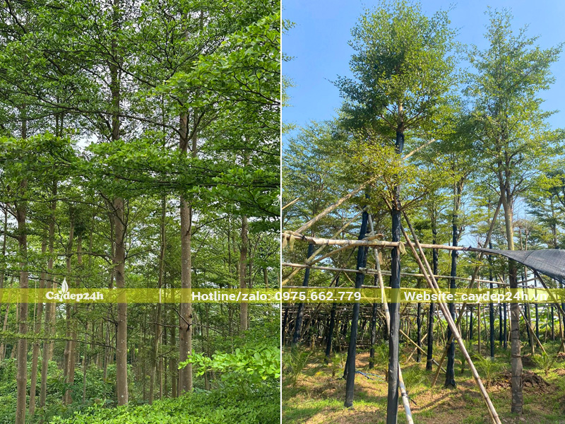 Hình ảnh thực tế cây bàng lá nhỏ Đài Loan tại Hà Nội