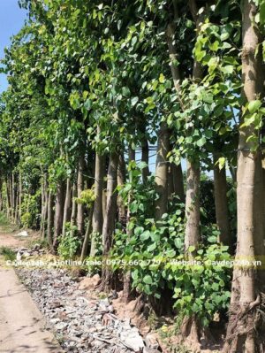 Bồ Đề công trình nhỏ, đường kính 20 - 30cm, cao 3 - 4m