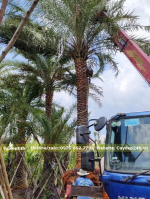 Chọn cây và đưa lên xe tải chuyển đến công trình