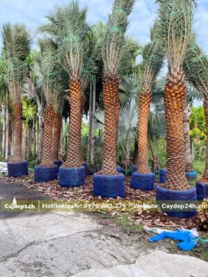 Cây Chà Là Trung Đông hàng tuyển chọn, lóng cao 2m