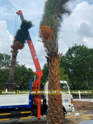 Dùng xe cần cẩu di chuyển cây đến từng hố trồng