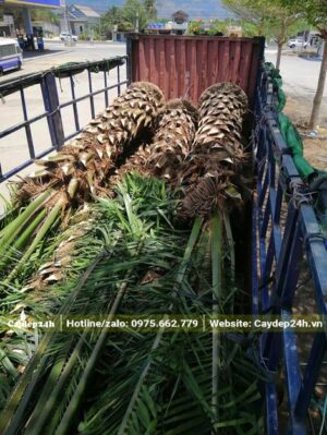 Đưa cây Cọ Dầu lóng cao 2m lên thùng xe