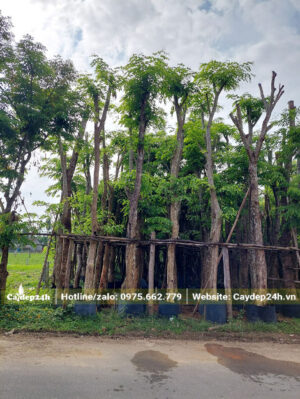 Vườn đang dâm ủ số lượng lớn cây Giáng Hương trong bầu nổi