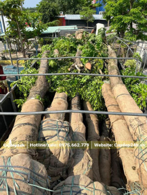 Mua cây Giáng Hương đường kính trên 30cm, hàng đẹp, giá tốt