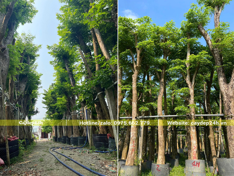 Hàng trăm cây giáng hương huyết đang dưỡng ủ trong bầu nổi, chiều cao khoảng 5 - 6m